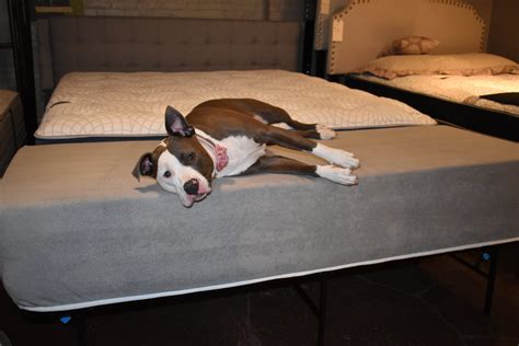 dog bed extension of human bed